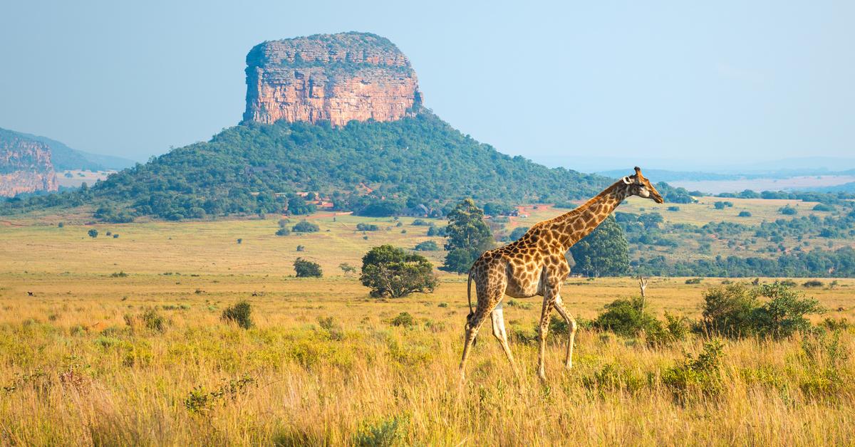 Сафари в ЮАР