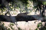 Национальный парк Kruger National Park