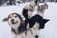 Катание на собачьих упряжках в Карелии