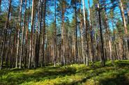 Карельский лес