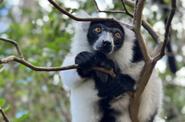 Лемур в парке Аналамазотра