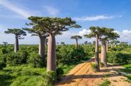 Аллея баобабов