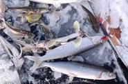 Подлёдная рыбалка на Байкале