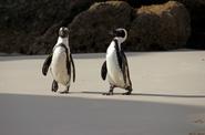 Пингвины в ЮАР