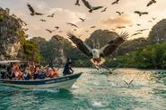 Экскурсия с кормлением орлов (Eagle Feeding)