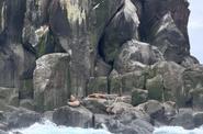 Лежбище морских котиков на острове Анциферова
