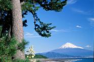 Miho no Matsubara