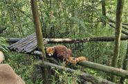 Исследовательская база больших панд в Чэнду