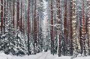 Прогулка на снегоходах