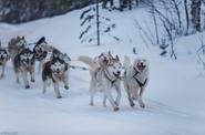 Катание на собачьих упряжках «Лесная Елань»