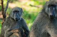 Национальный парк Kruger National Park