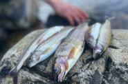 Подлёдная рыбалка на Байкале