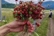 Алтайская земляника в селе Тюнгур на Алтае