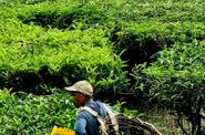 Чайные плантации в Малайзии