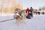 Питомник хаски в Карелии