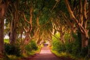 «Дарк Хеджес» (Dark Hedges) в Северной Ирландии