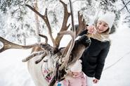 Северный олень