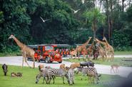 Chimelong Safari Park