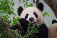 панды в Китае