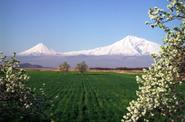 Арарат 