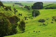 Сельский пейзаж в Новой Зеландии