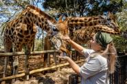Центр Жирафов (Giraffe Centre) в Найроби