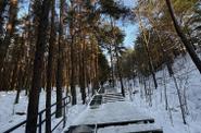 Куршская коса