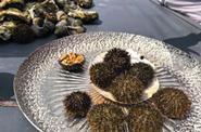 Морские ежи из озера Буссе