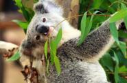 Коала в Австралия