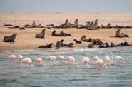 Фламинго и колония морских котиков в Уолфиш-Бей