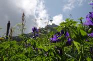 Адыгея