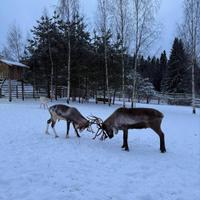 Питомник северных оленей