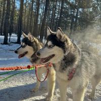 Собачьи упряжки на Байкале