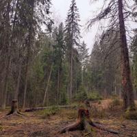 Прогулка в лесу Лемболово