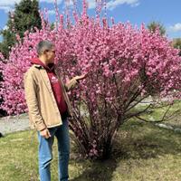 Цветение маральника