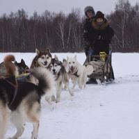 Катание на собачьих упряжках