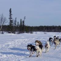Хаски-парк в Мурманской области