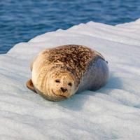 тюлень