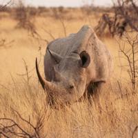 Национальный парк Этоша