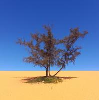 Белые и Красные дюны Муйне