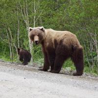 Бурые медведи Камчатки