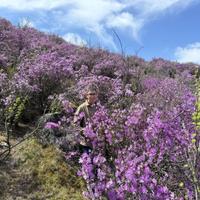 Цветение маральника