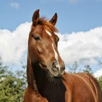 Лошадь
