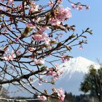 Тур в Японию