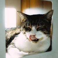 Котокафе на Литейном