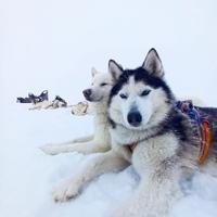 Катание на собачьих упряжках на Байкале