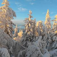 уральская тайга