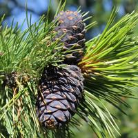 Конный тур на Алтае