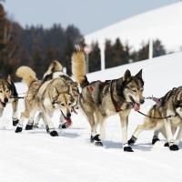 Питомник хаски