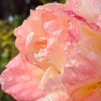 Никитский ботанический сад